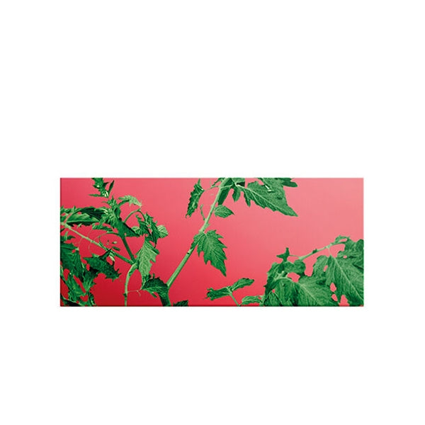 LOEWE Perfumes - Tomato Leaves Solid Soap - Product box